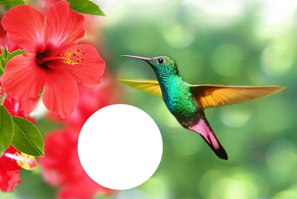Colibri Fotomontáž