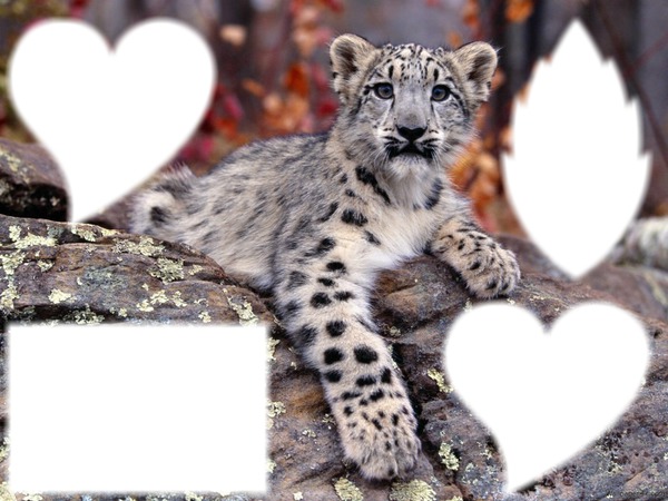 un amour de léopard Fotomontasje