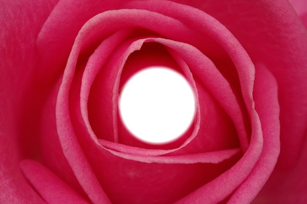 rose ouverte Fotomontagem