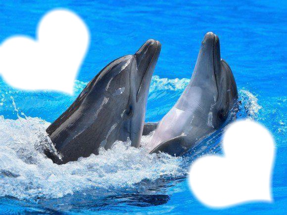 trop beau les dauphins Fotomontaža