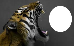 tiger Photo frame effect