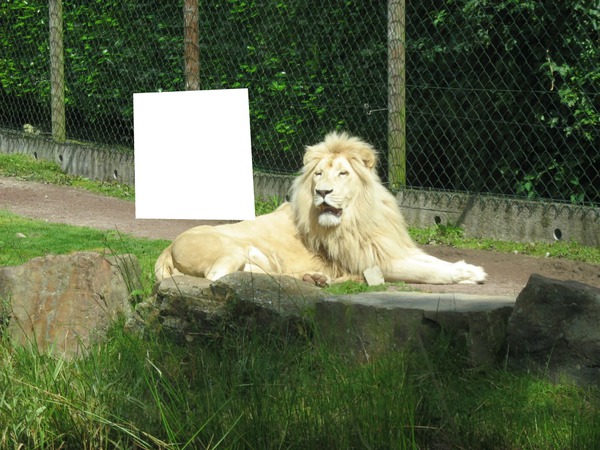 le rois lion Montaje fotografico