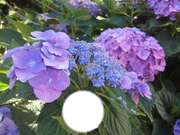 variations sur hortensias bleus Fotomontage
