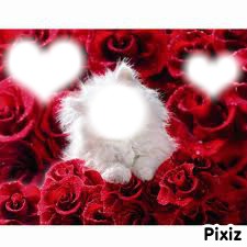 chat dans les rose Fotomontagem