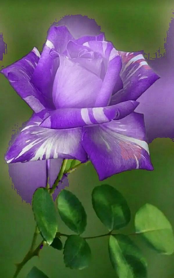 flor lila Montaje fotografico