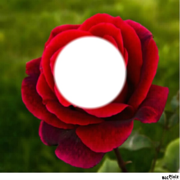 rose rouge Fotomontaż