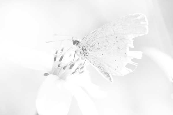 papillon Fotomontasje