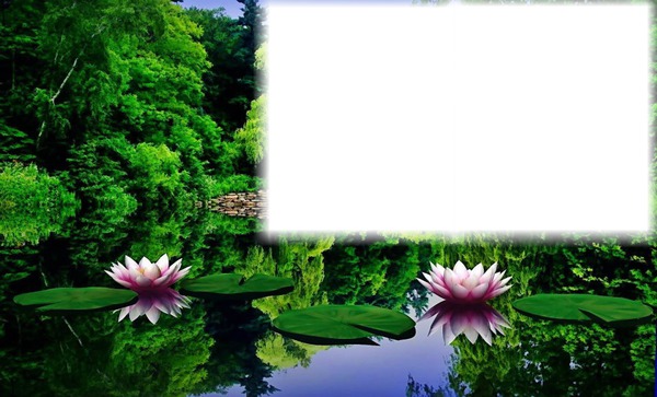 Lotusz virág a tavon Fotomontáž