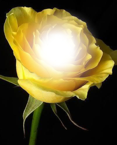flor amarilla Fotomontasje