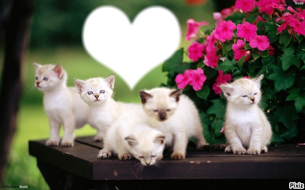 *Famille Chatons* Fotomontage