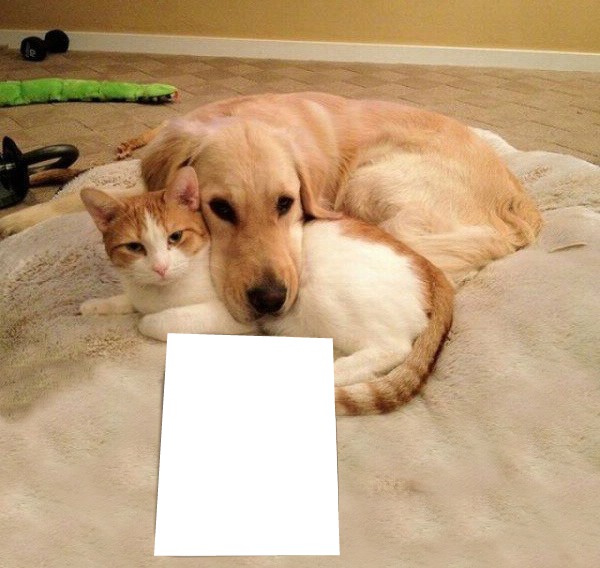 perro con gato abrazados pa texto o colocar una imagen Fotomontāža