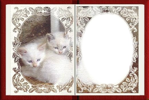 carte chatons Montage photo