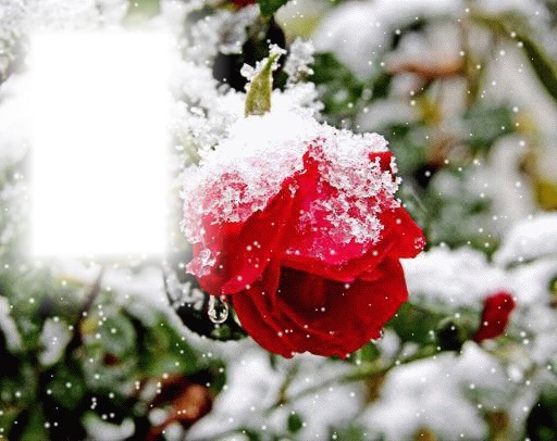 Rose sous la neige Montage photo