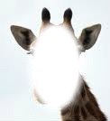 Girafe Fotomontaż