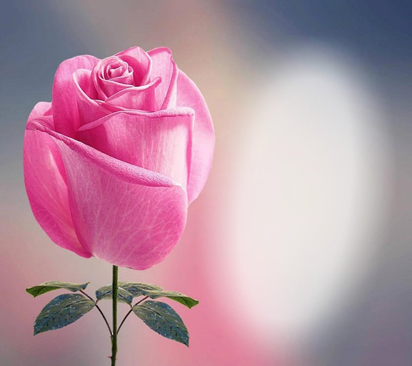 die Rose der Liebe Fotomontage