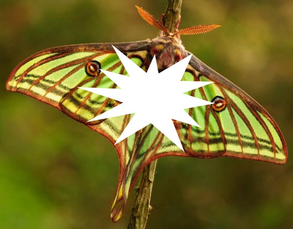 mariposa Fotomontasje