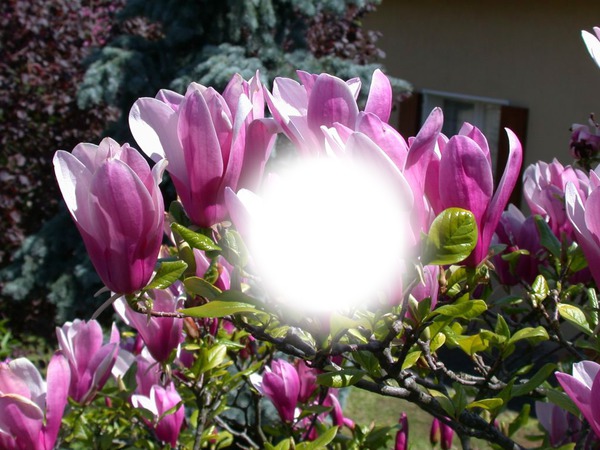 magnolias Fotomontaż
