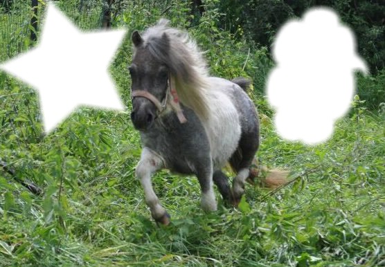 cheval dans la nature Фотомонтажа