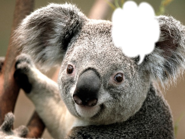 cadre koala Fotomontaggio