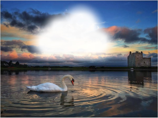Swan on Lake in Scotland Φωτομοντάζ