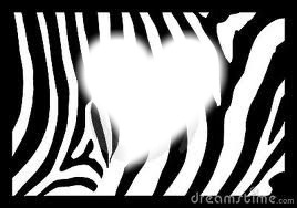 zebre Фотомонтаж