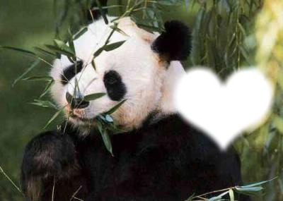 mon panda grincheux Fotomontáž