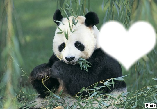 panda calin Fotomontáž