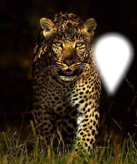 Imponente jaguar Fotomontage