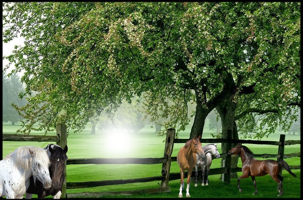Cadre nature chevaux Photomontage