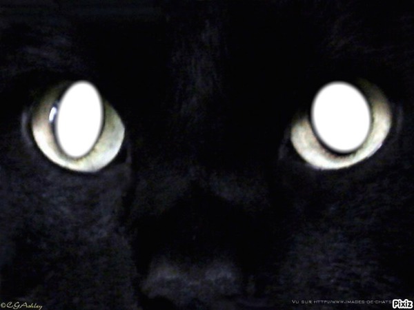 yeux chatons Montaje fotografico