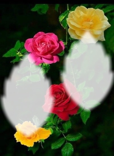 rose Fotomontagem
