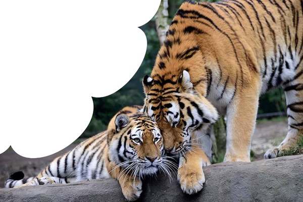 les deux tigres Montaje fotografico