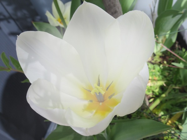 tulipe Fotomontaža