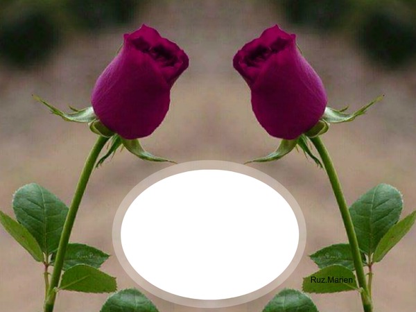 ROSAS PARA TI Photo frame effect