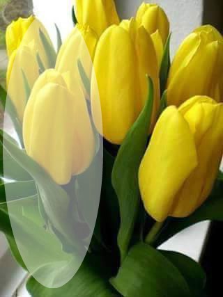 Yellow flowers! (Flori galbene) Fotomontaža