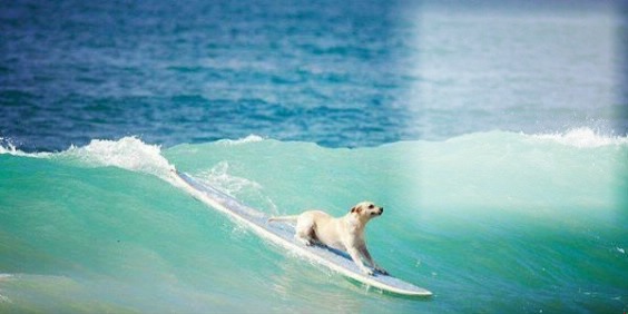 surf Fotomontasje