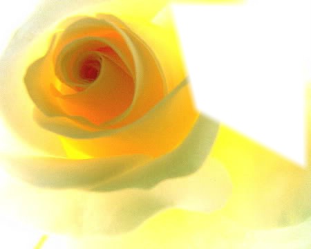 rosa amarilla Fotomontage