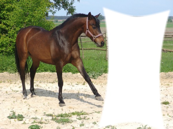 cheval brun Fotomontáž