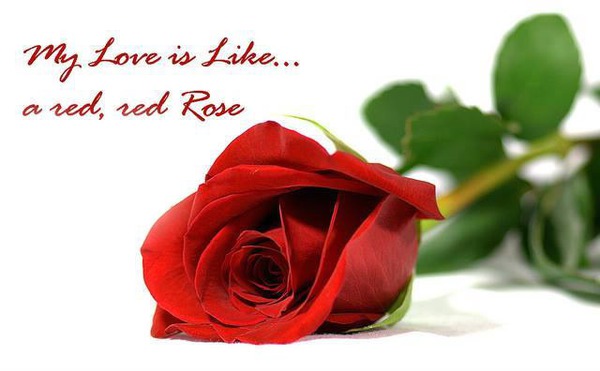 Red Rose Fotomontage