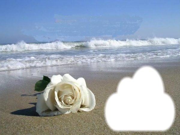 la mer et la rose blanche Photomontage