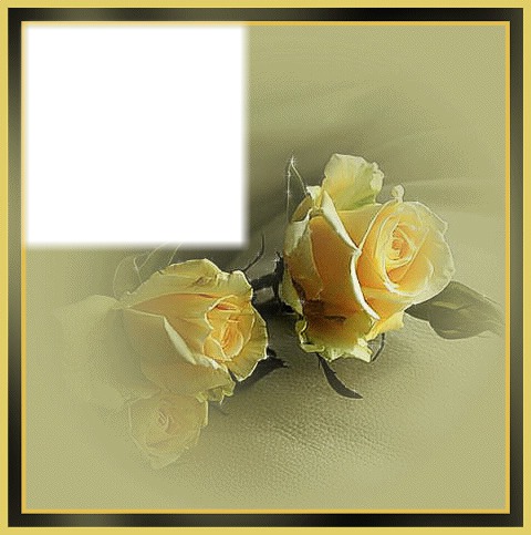 Roses jaune Photo frame effect