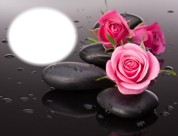 Zen-roses-fleurs-nature Photo frame effect