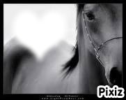 love horse Photomontage