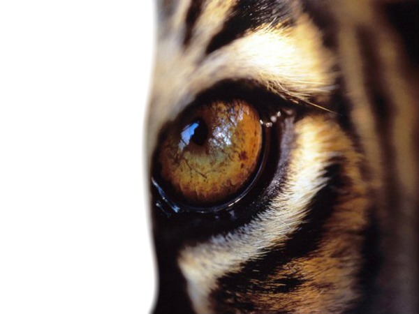 tiger Photomontage