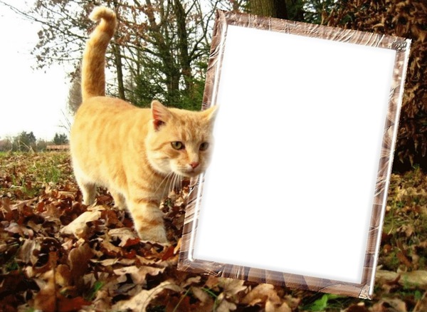 Podzim,kočka Fotomontáž