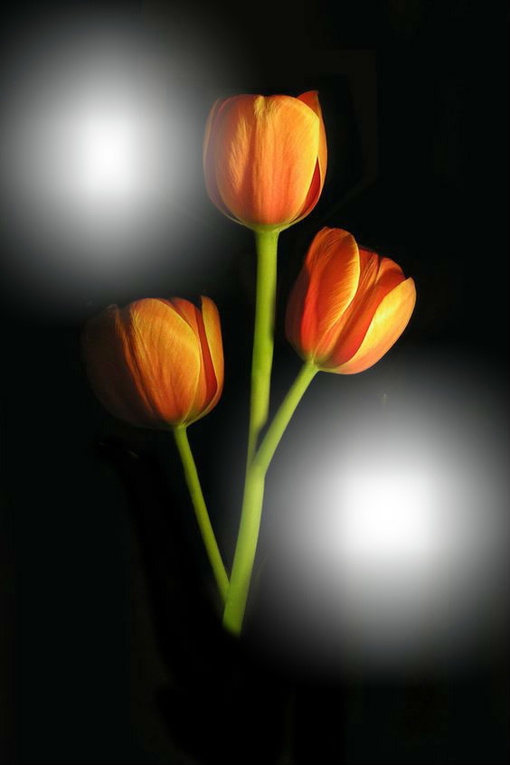 tulipanes naranja Фотомонтаж