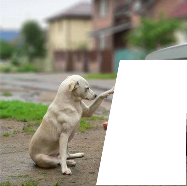 cão 1 foto Fotomontage
