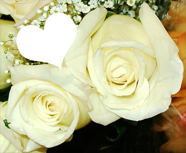 fehér rózsa Fotomontage