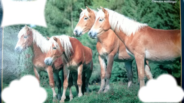 4 chevaux marron Photo frame effect