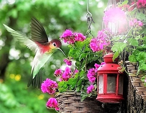 hummingbirds Photo frame effect